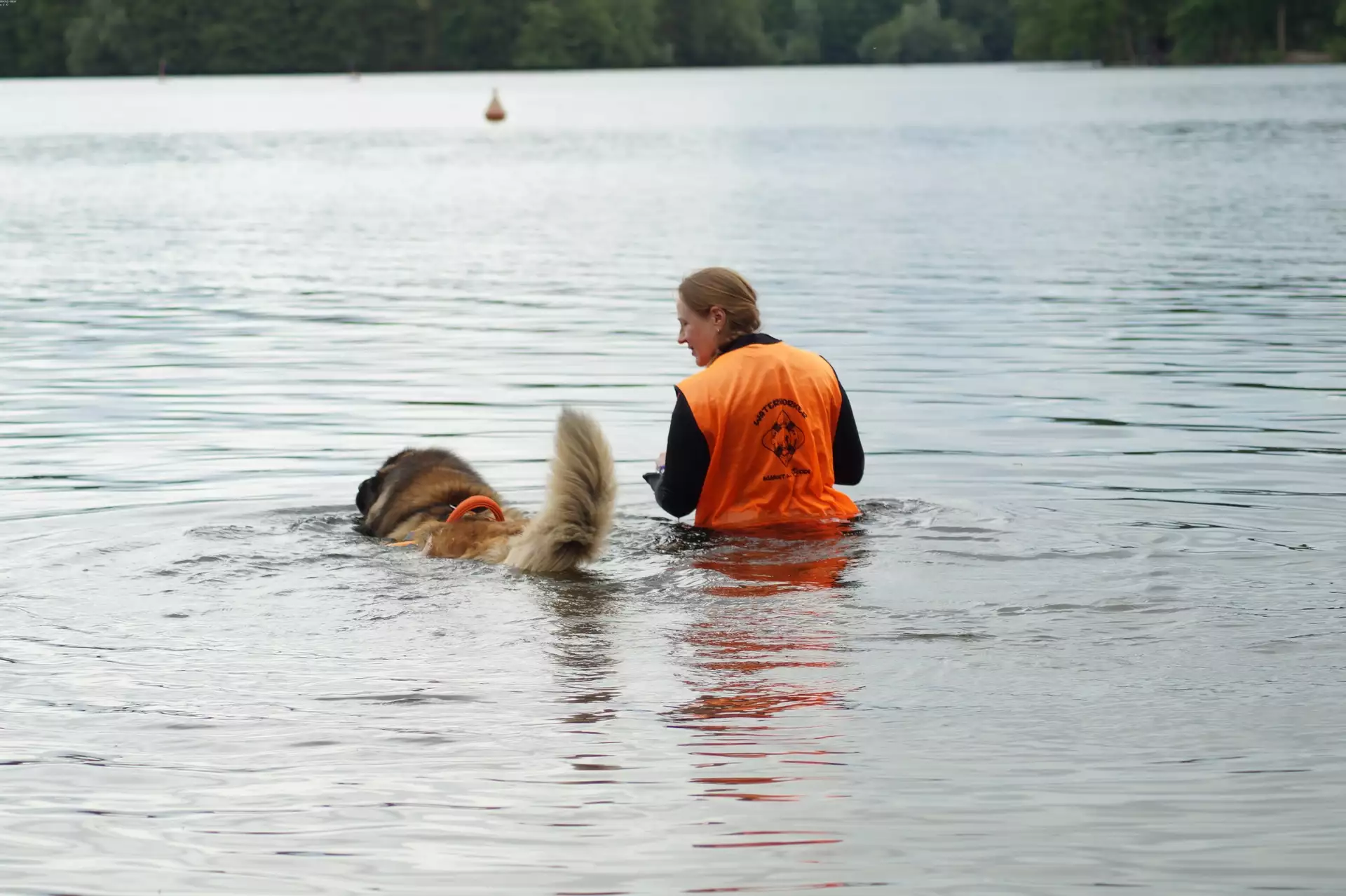 Hund schwimmt mit Hundeführerin